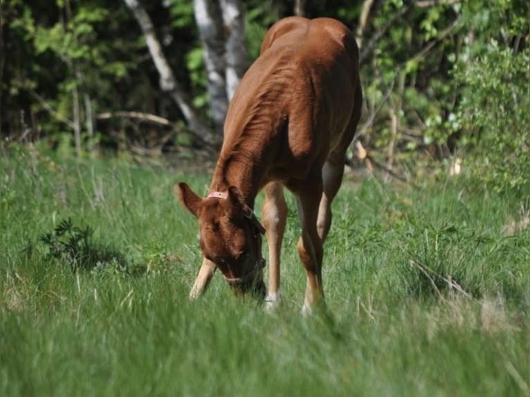 American Quarter Horse Mare  14,2 hh Chestnut in Mehlmeisel
