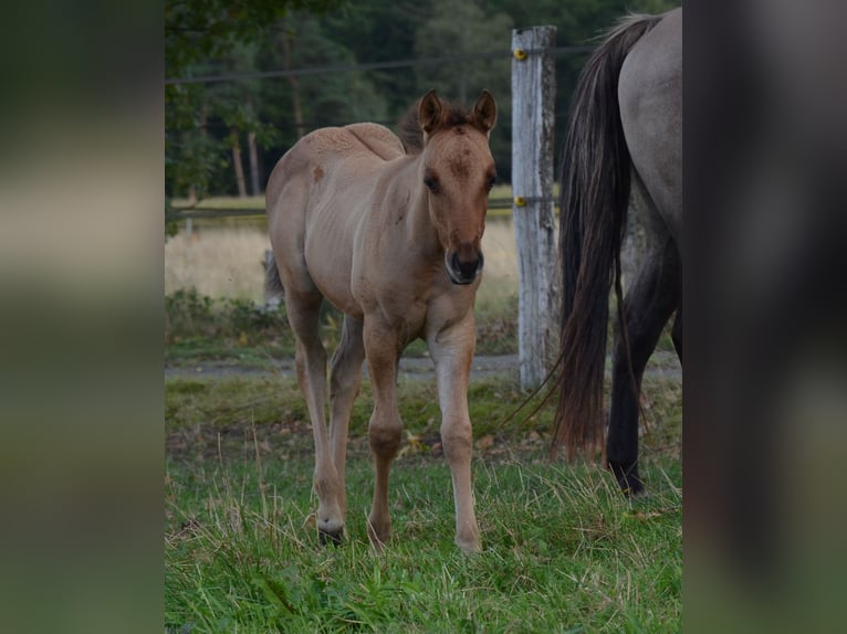 American Quarter Horse Mare Foal (07/2025) 14,2 hh Dun in Nordhorn