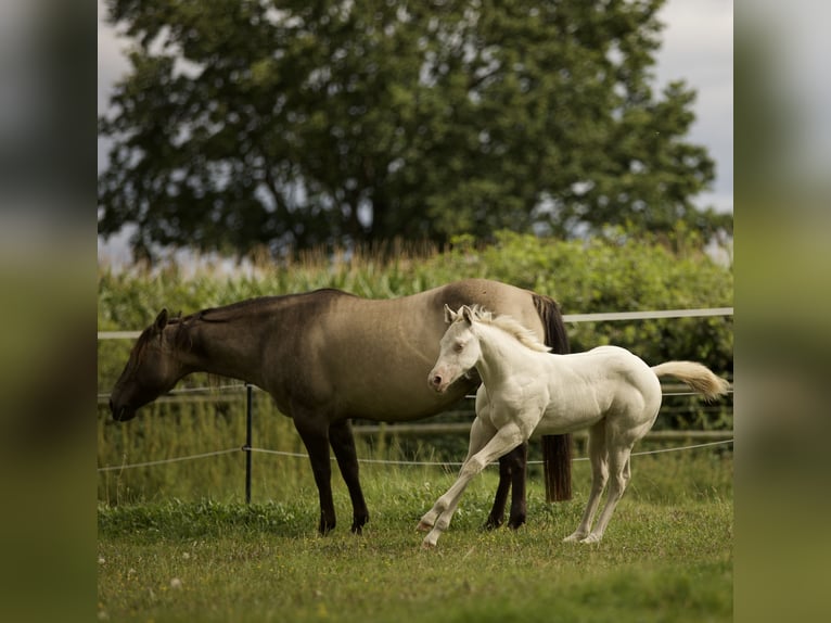 American Quarter Horse Mare Foal (06/2025) 14,2 hh Grullo in Alt Duvenstedt American Quarter Horse Mare Foal (06/2025) 14,2 hh Grullo in Alt Duvenstedt