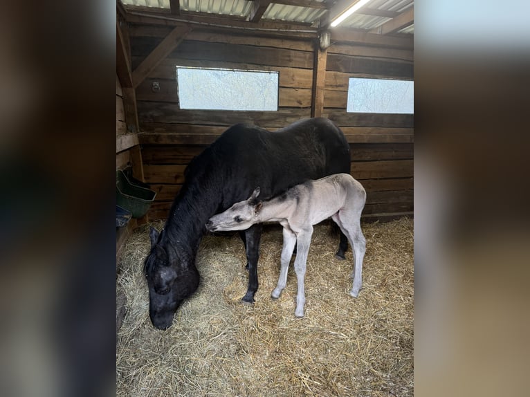 American Quarter Horse Mare Foal (01/2026) 14,2 hh Grullo in HohendubrauQuitzdorf am See