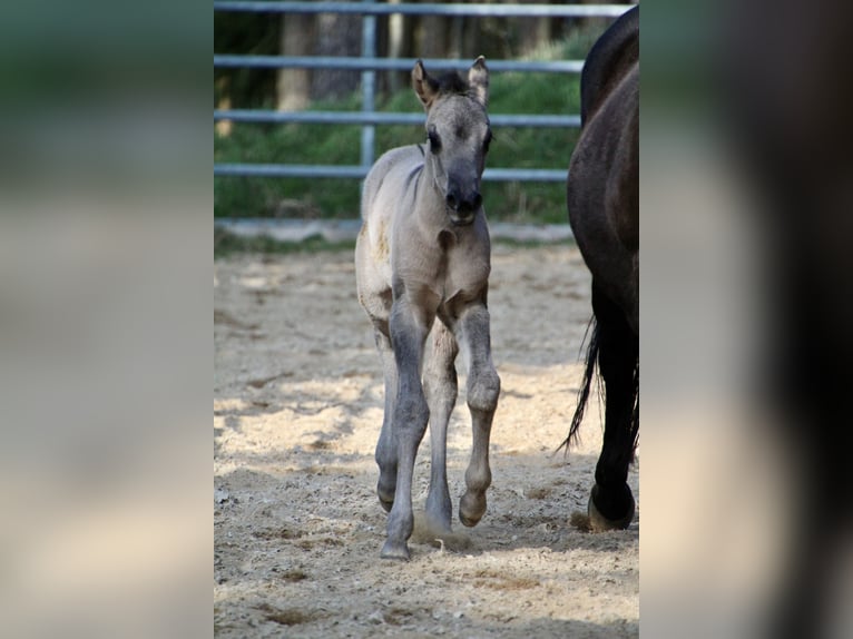 American Quarter Horse Mare Foal (01/2026) 14,2 hh Grullo in HohendubrauQuitzdorf am See