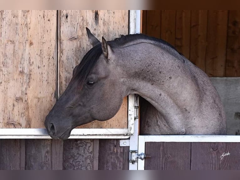 American Quarter Horse Mare Foal (01/2026) 14,2 hh Grullo in HohendubrauQuitzdorf am See