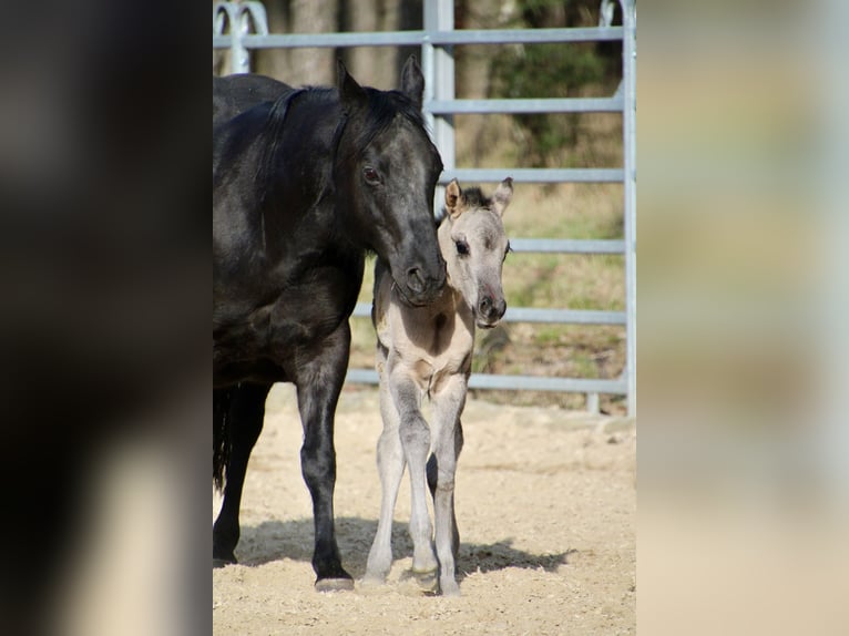 American Quarter Horse Mare Foal (01/2026) 14,2 hh Grullo in HohendubrauQuitzdorf am See