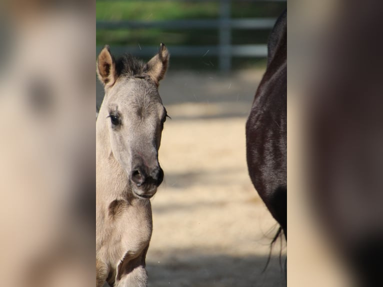 American Quarter Horse Mare Foal (01/2026) 14,2 hh Grullo in HohendubrauQuitzdorf am See
