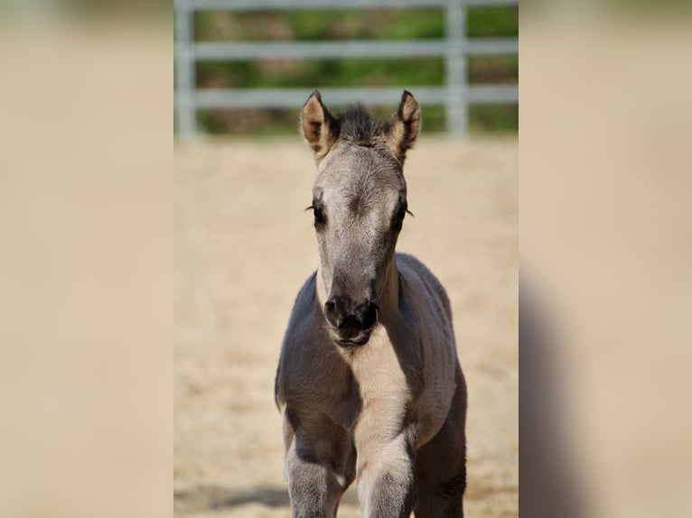 American Quarter Horse Mare Foal (01/2026) 14,2 hh Grullo in HohendubrauQuitzdorf am See