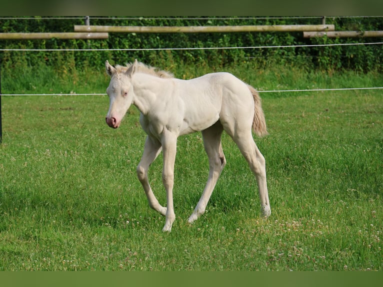 American Quarter Horse Mare Foal (06/2025) 14,2 hh Grullo in Alt Duvenstedt