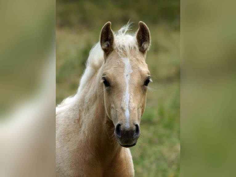 American Quarter Horse Mare Foal (03/2025) 14,2 hh Palomino in Linsburg
