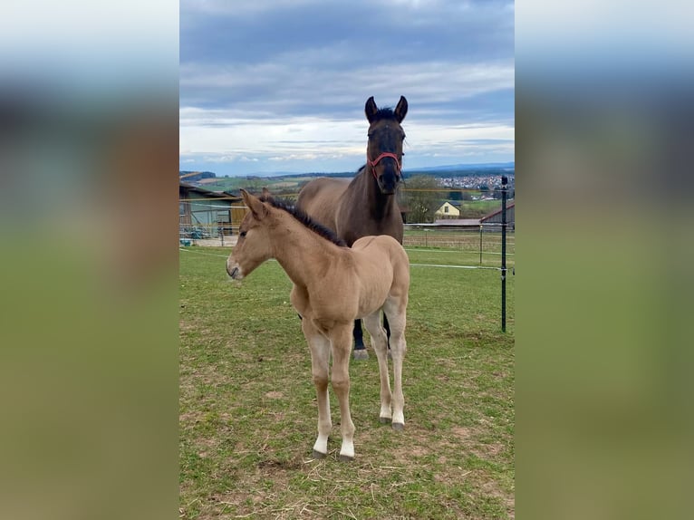 American Quarter Horse Mare  14,2 hh Red Dun in Erbendorf