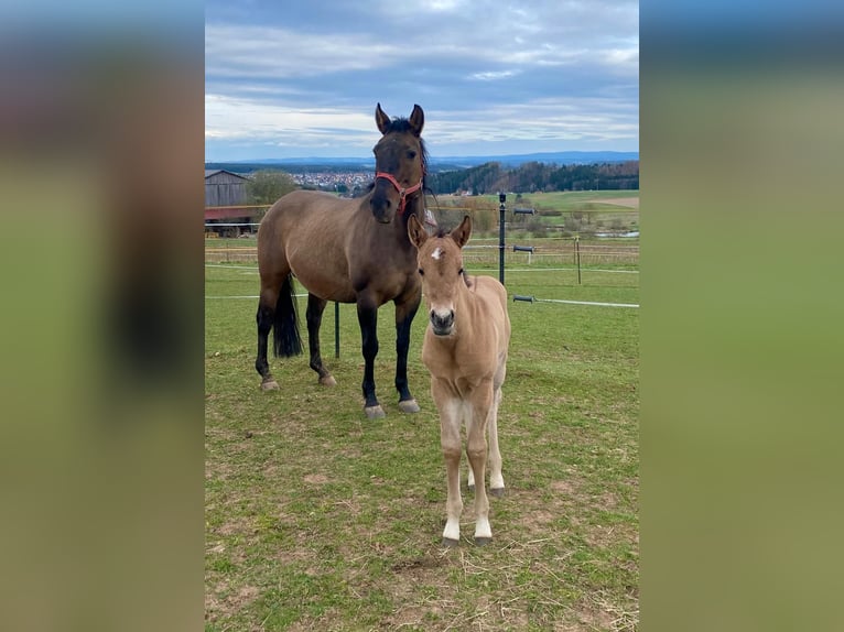 American Quarter Horse Mare  14,2 hh Red Dun in Erbendorf