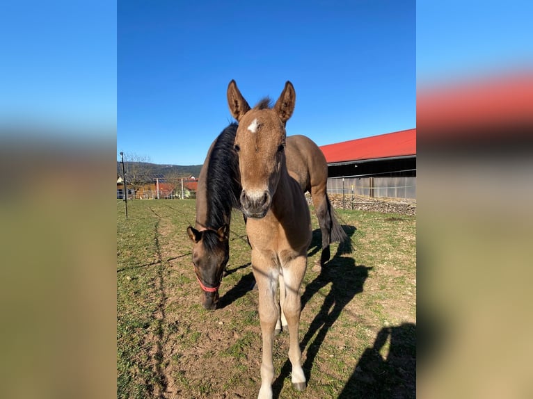 American Quarter Horse Mare  14,2 hh Red Dun in Erbendorf