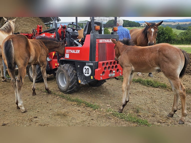 American Quarter Horse Mare Foal (05/2025) 14,2 hh Roan-Bay in M&#xFC;glitztal