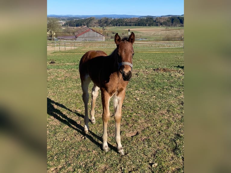 American Quarter Horse Mare  14,2 hh Roan-Bay in Erbendorf