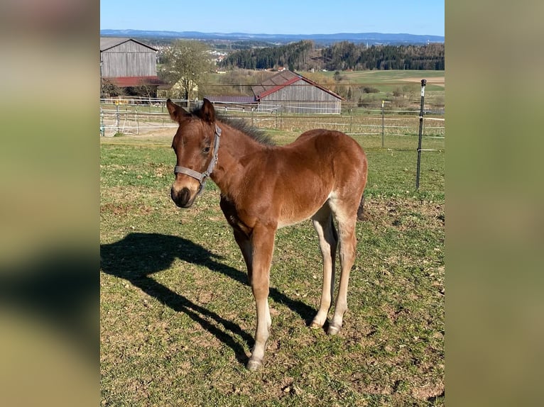 American Quarter Horse Mare  14,2 hh Roan-Bay in Erbendorf