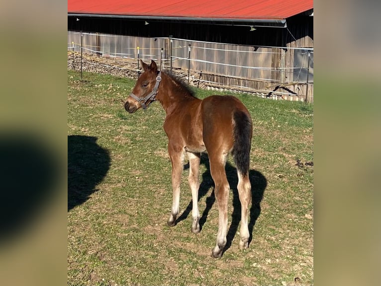 American Quarter Horse Mare  14,2 hh Roan-Bay in Erbendorf