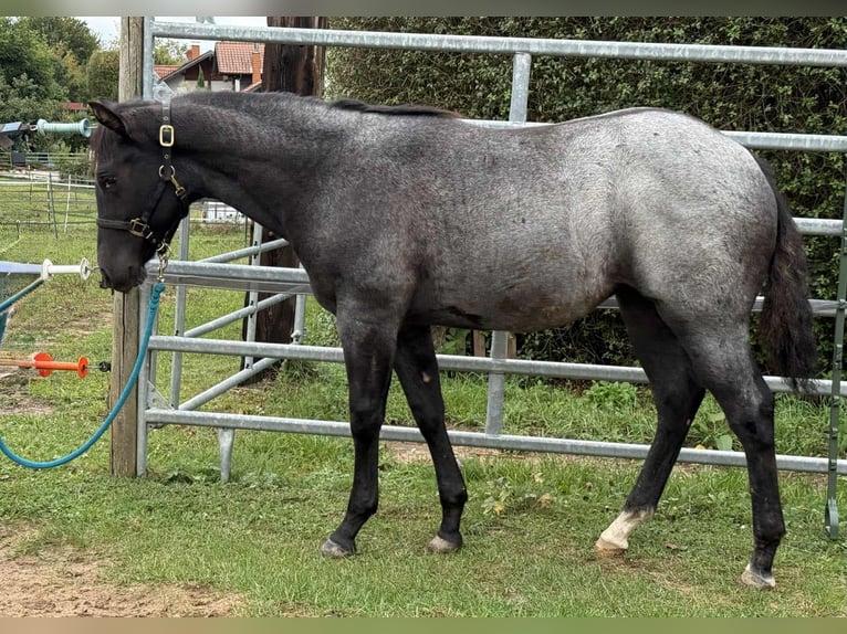 American Quarter Horse Mare Foal (03/2025) 14,2 hh Roan-Blue in Miltenberg