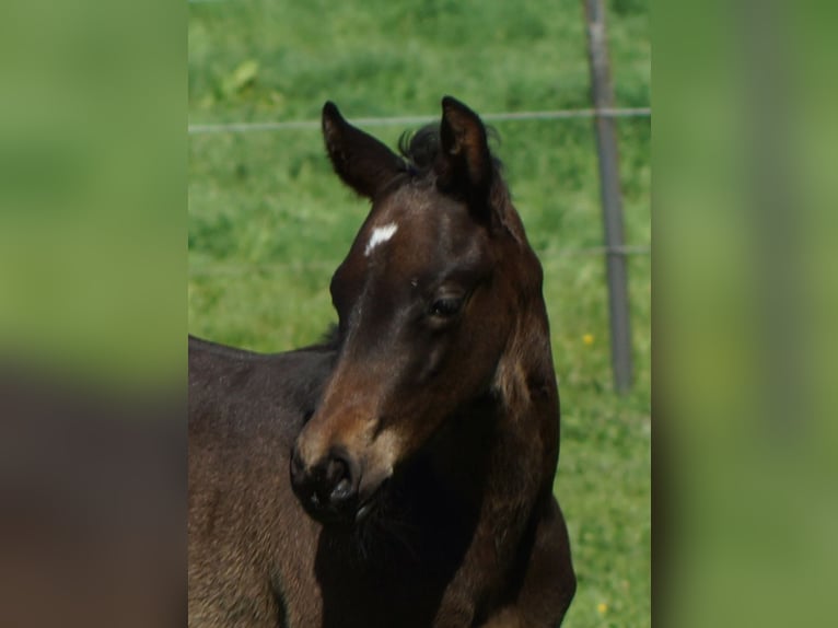 American Quarter Horse Mare Foal (04/2025) 14,2 hh Smoky-Black in Linsburg