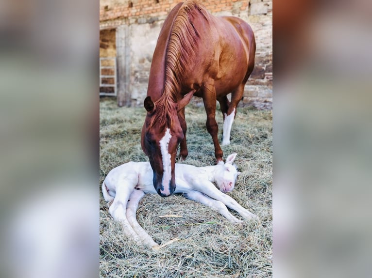 American Quarter Horse Mare  14,2 hh in Niederwerrn