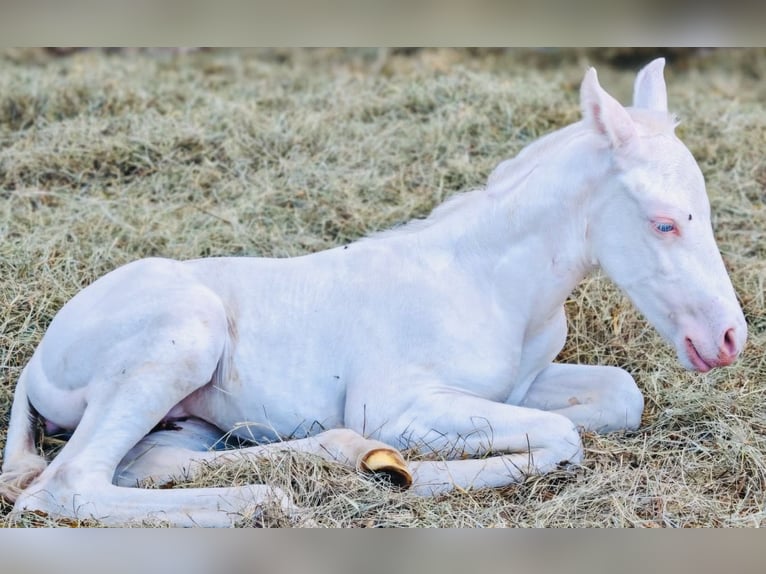 American Quarter Horse Mare  14,2 hh in Niederwerrn
