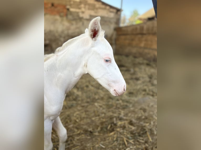 American Quarter Horse Mare  14,2 hh in Niederwerrn