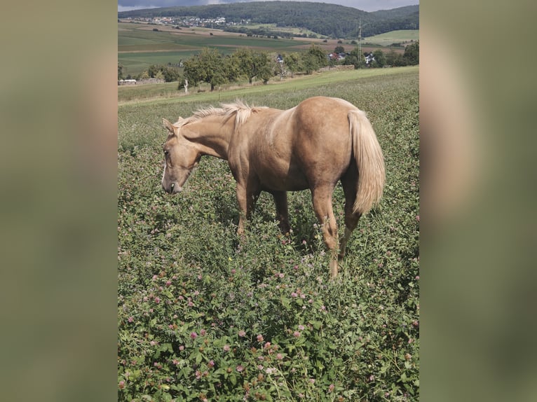 American Quarter Horse Mare Foal (03/2025) 14,2 hh in Klingenberg am Main