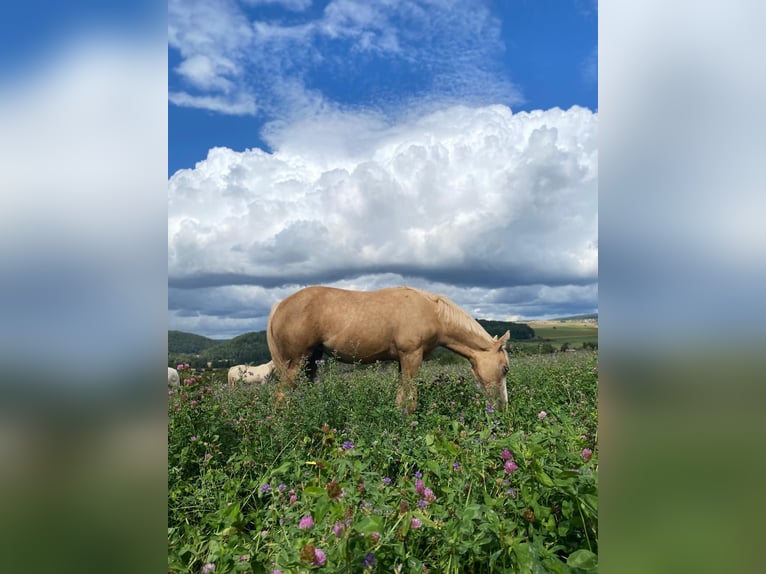 American Quarter Horse Mare Foal (03/2025) 14,2 hh in Klingenberg am Main