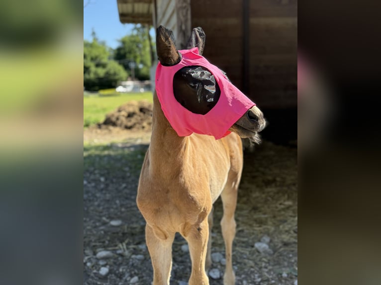 American Quarter Horse Mare  14,3 hh Brown in Thodure