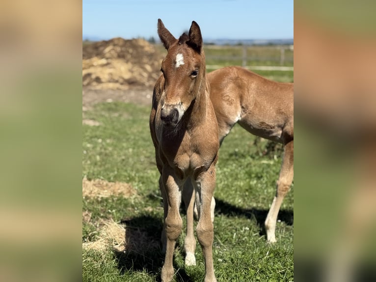American Quarter Horse Mare  14,3 hh Brown in Thodure