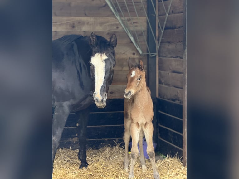 American Quarter Horse Mare  14,3 hh Brown in Thodure