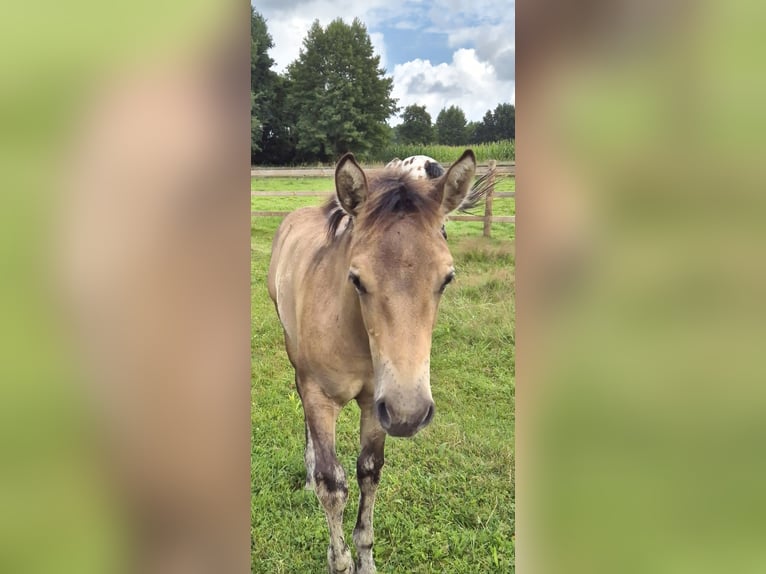 American Quarter Horse Mix Mare Foal (04/2025) 14,3 hh Buckskin in Wietmarschen
