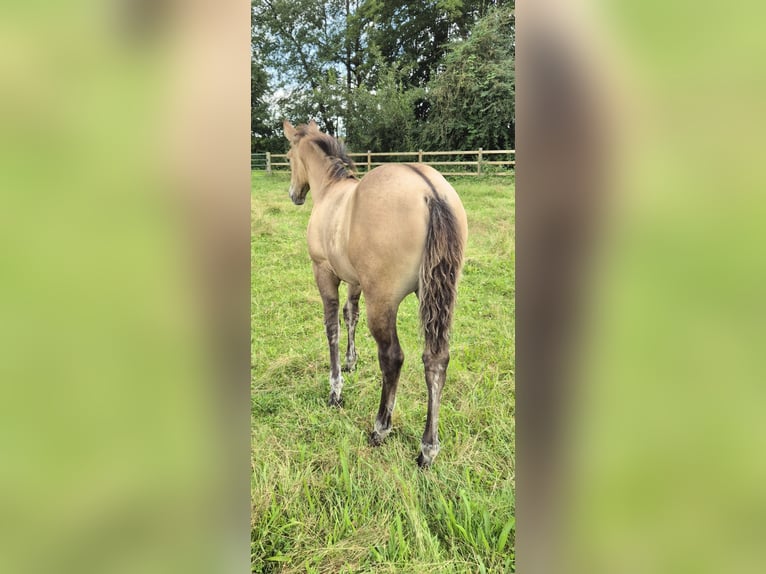American Quarter Horse Mix Mare Foal (04/2025) 14,3 hh Buckskin in Wietmarschen