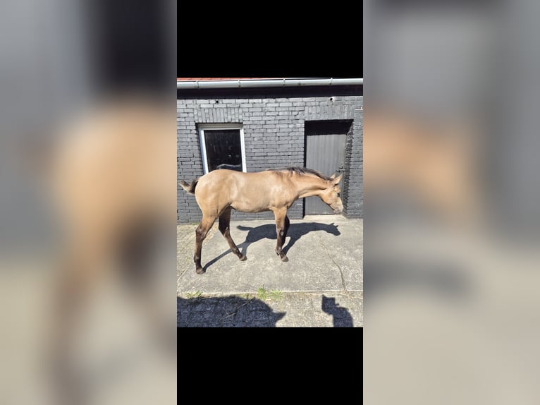 American Quarter Horse Mix Mare Foal (04/2025) 14,3 hh Buckskin in Wietmarschen