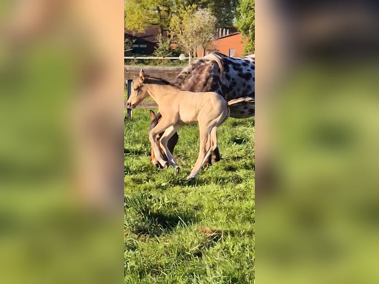 American Quarter Horse Mix Mare Foal (04/2025) 14,3 hh Buckskin in Wietmarschen American Quarter Horse Mix Mare Foal (04/2025) 14,3 hh Buckskin in Wietmarschen