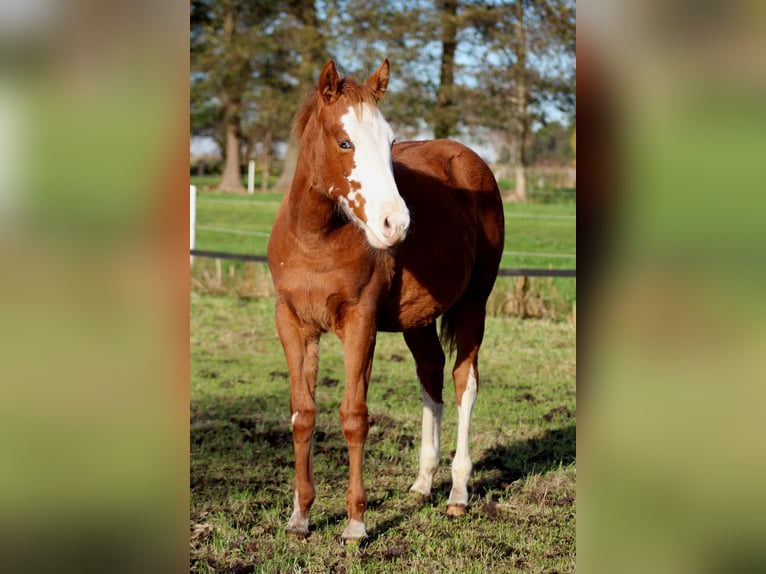 American Quarter Horse Mare Foal (03/2025) 14,3 hh Chestnut-Red in Stade
