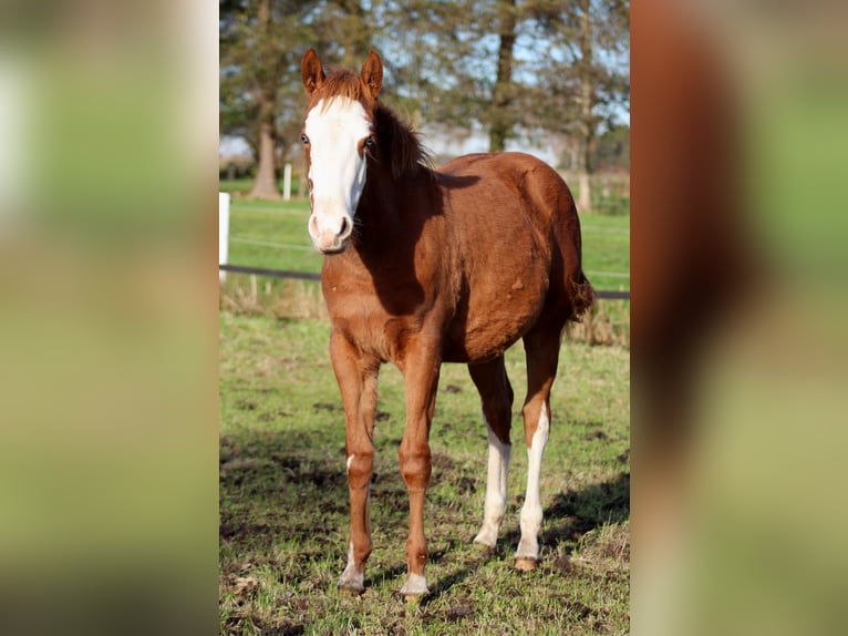 American Quarter Horse Mare Foal (03/2025) 14,3 hh Chestnut-Red in Stade