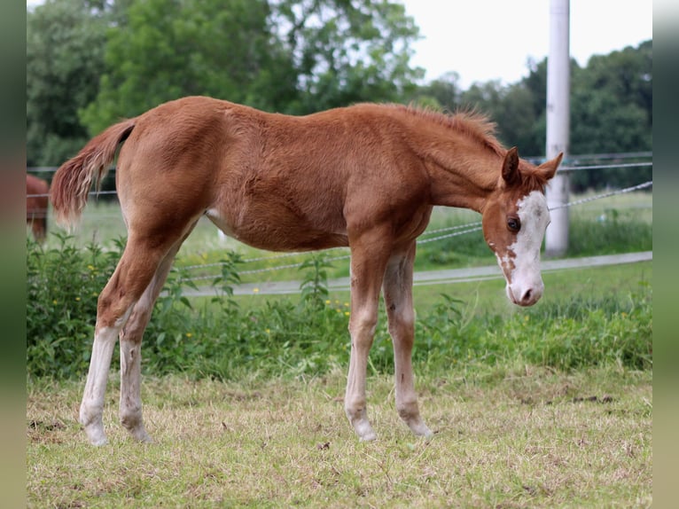 American Quarter Horse Mare Foal (03/2025) 14,3 hh Chestnut-Red in Stade American Quarter Horse Mare Foal (03/2025) 14,3 hh Chestnut-Red in Stade