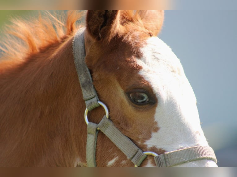 American Quarter Horse Mare Foal (03/2025) 14,3 hh Chestnut-Red in Stade American Quarter Horse Mare Foal (03/2025) 14,3 hh Chestnut-Red in Stade