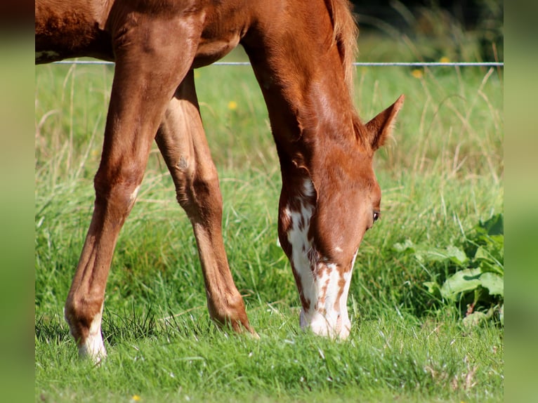 American Quarter Horse Mare Foal (03/2025) 14,3 hh Chestnut-Red in Stade