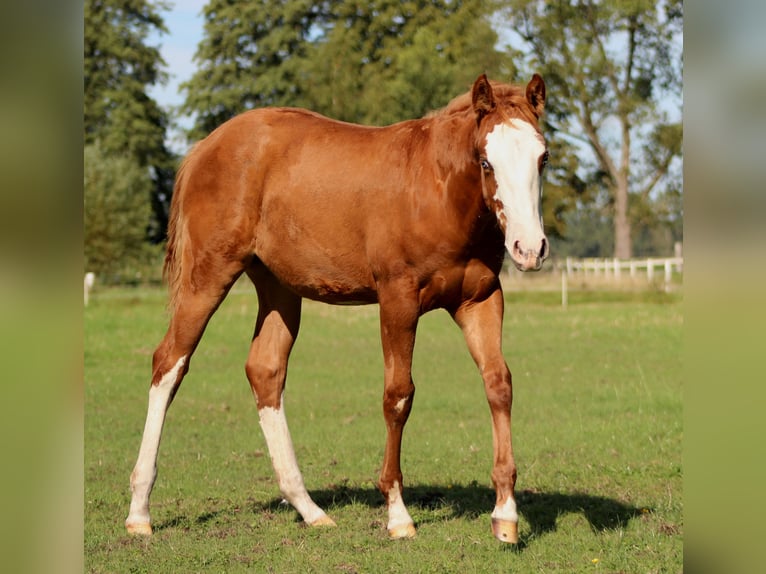 American Quarter Horse Mare Foal (03/2025) 14,3 hh Chestnut-Red in Stade