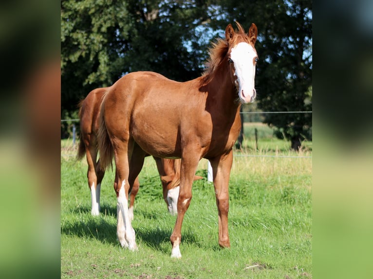 American Quarter Horse Mare Foal (03/2025) 14,3 hh Chestnut-Red in Stade