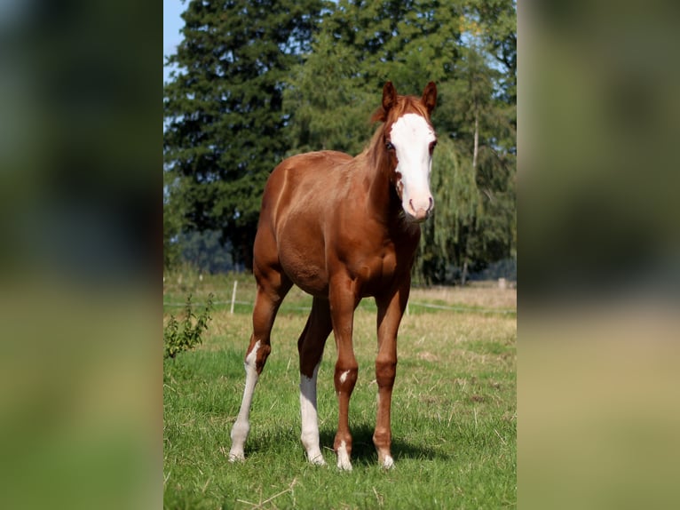 American Quarter Horse Mare Foal (03/2025) 14,3 hh Chestnut-Red in Stade
