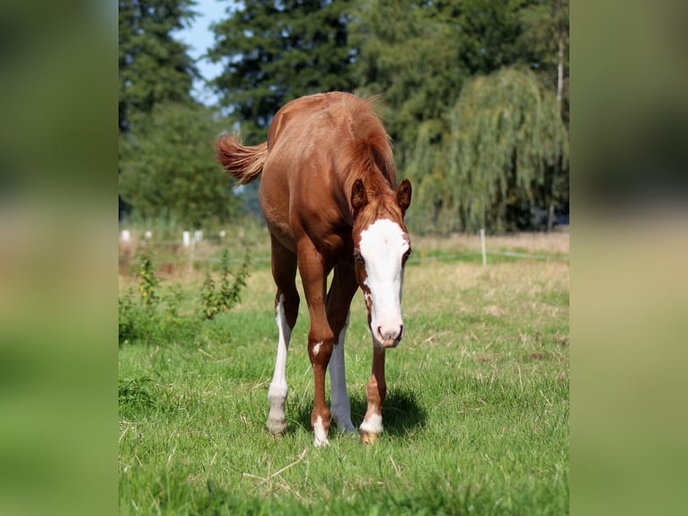 American Quarter Horse Mare Foal (03/2025) 14,3 hh Chestnut-Red in Stade