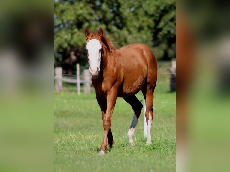 American Quarter Horse Mare Foal (03/2025) 14,3 hh Chestnut-Red in Stade