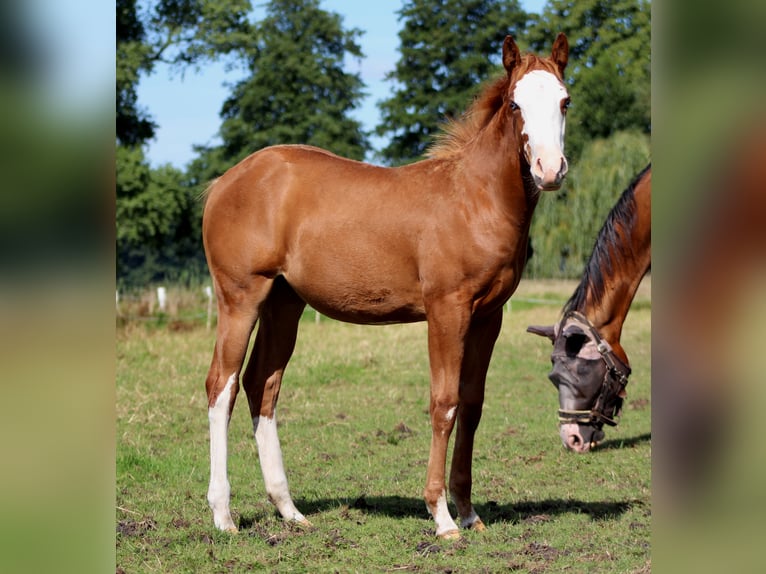 American Quarter Horse Mare Foal (03/2025) 14,3 hh Chestnut-Red in Stade