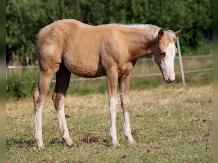 American Quarter Horse Mare Foal (04/2025) 14,3 hh Palomino in Stade American Quarter Horse Mare Foal (04/2025) 14,3 hh Palomino in Stade