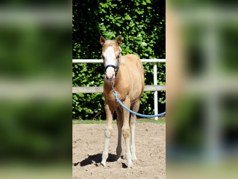 American Quarter Horse Mare Foal (04/2025) 14,3 hh Palomino in Stade American Quarter Horse Mare Foal (04/2025) 14,3 hh Palomino in Stade