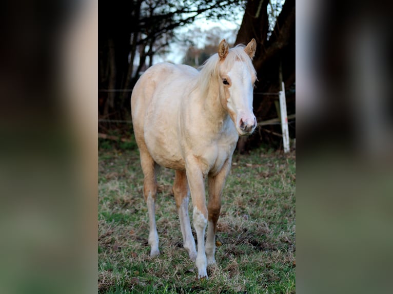 American Quarter Horse Mare Foal (04/2025) 14,3 hh Palomino in Stade