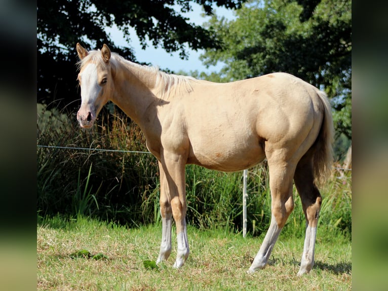 American Quarter Horse Mare Foal (04/2025) 14,3 hh Palomino in Stade
