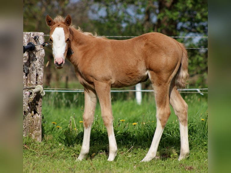 American Quarter Horse Mare  14,3 hh Palomino in Stade