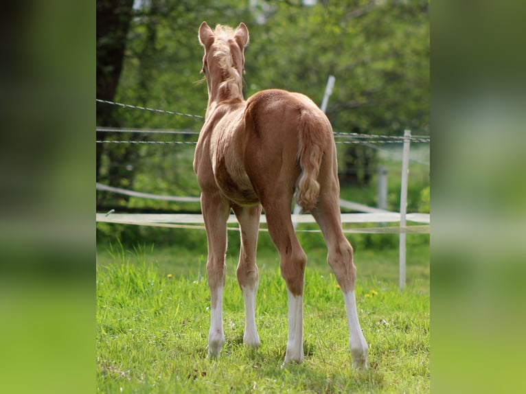 American Quarter Horse Mare  14,3 hh Palomino in Stade