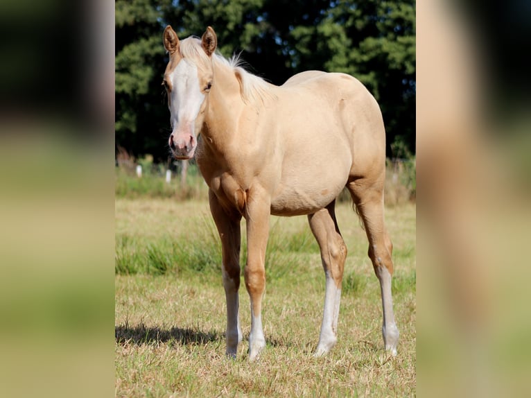 American Quarter Horse Mare Foal (04/2025) 14,3 hh Palomino in Stade